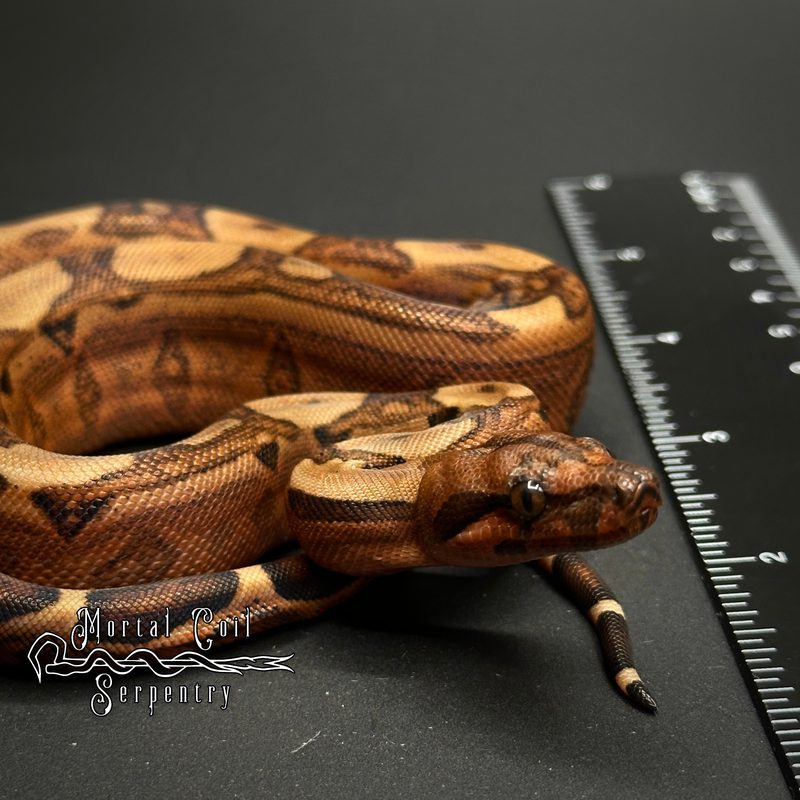 Common Boa
