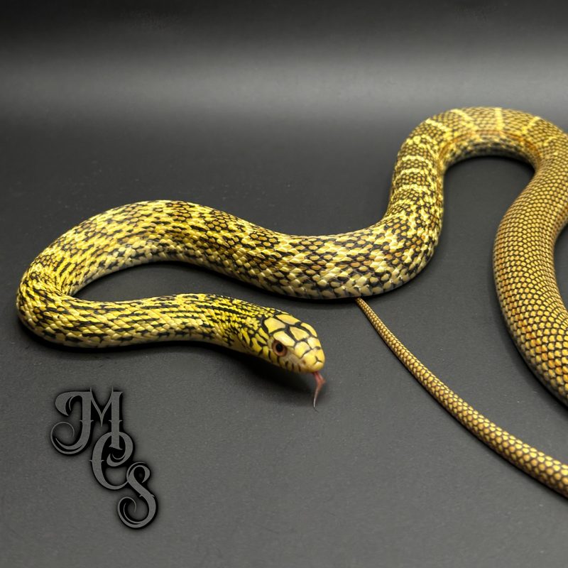 Chinese King Rat Snake