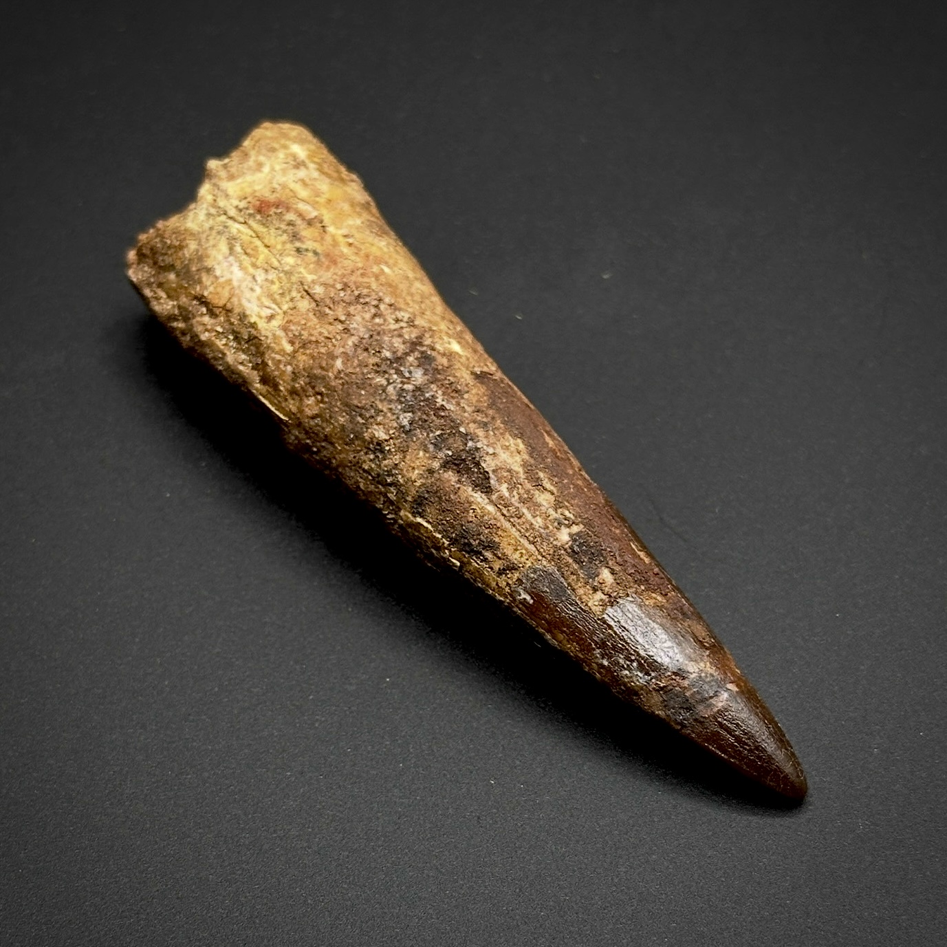 Spinosaurus Tooth