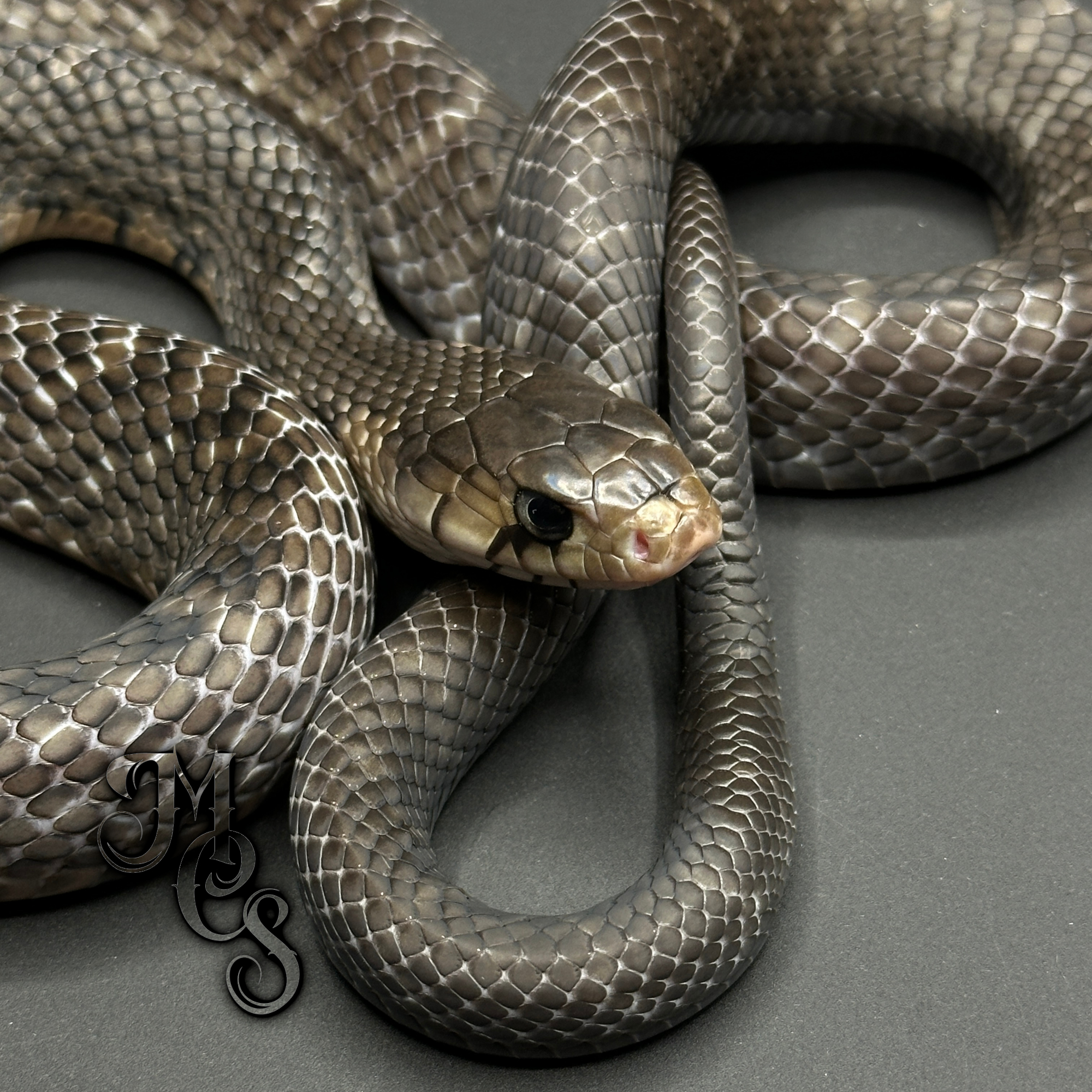 Mexican Indigo Snake